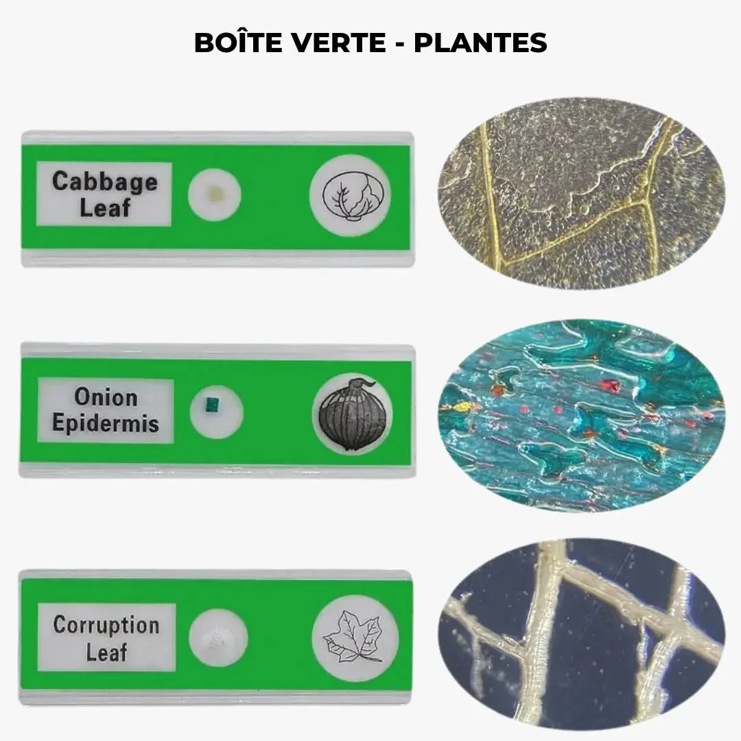 Lames de microscope Aire de jeux 