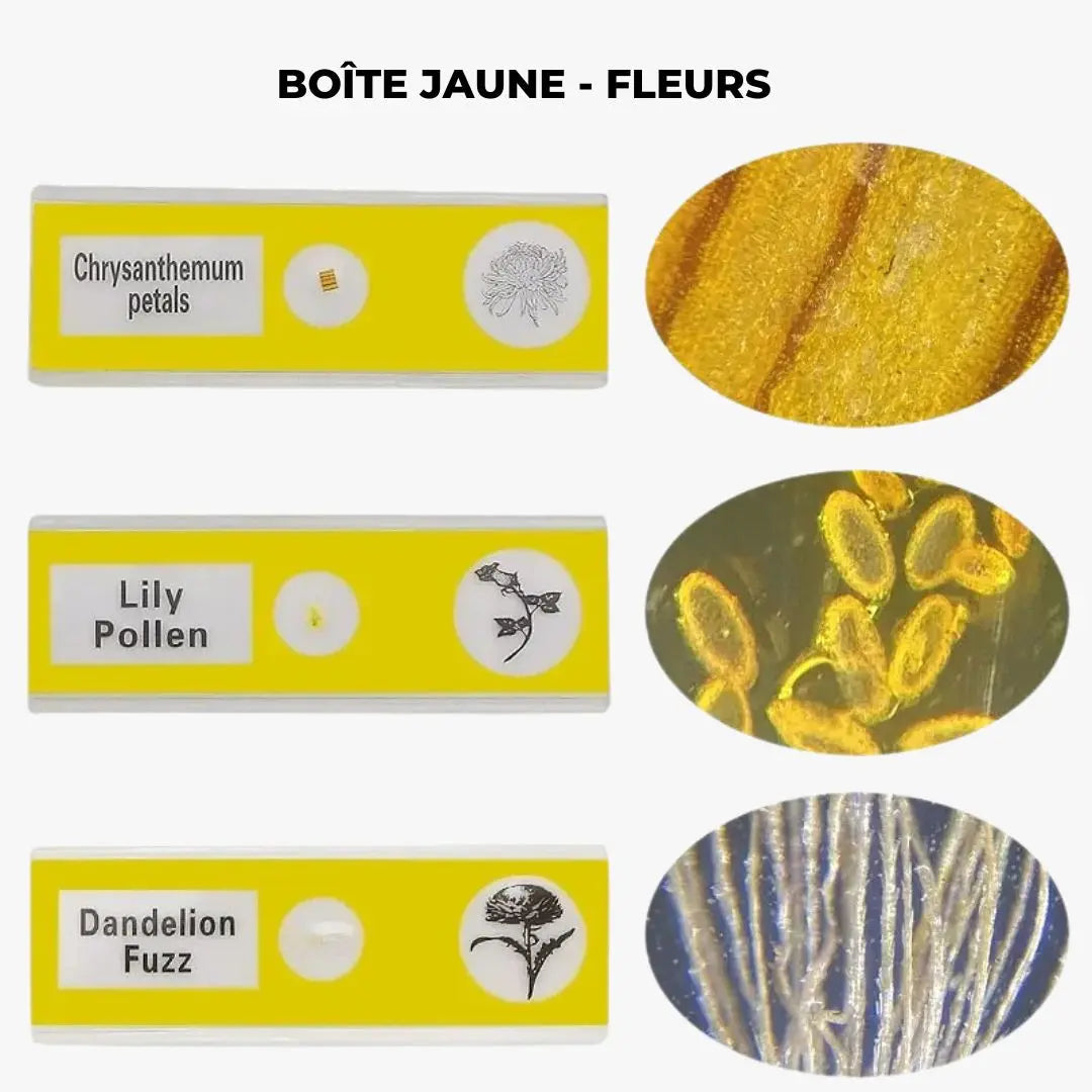 Lames de microscope Aire de jeux 