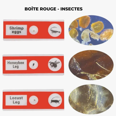 Lames de microscope Aire de jeux 