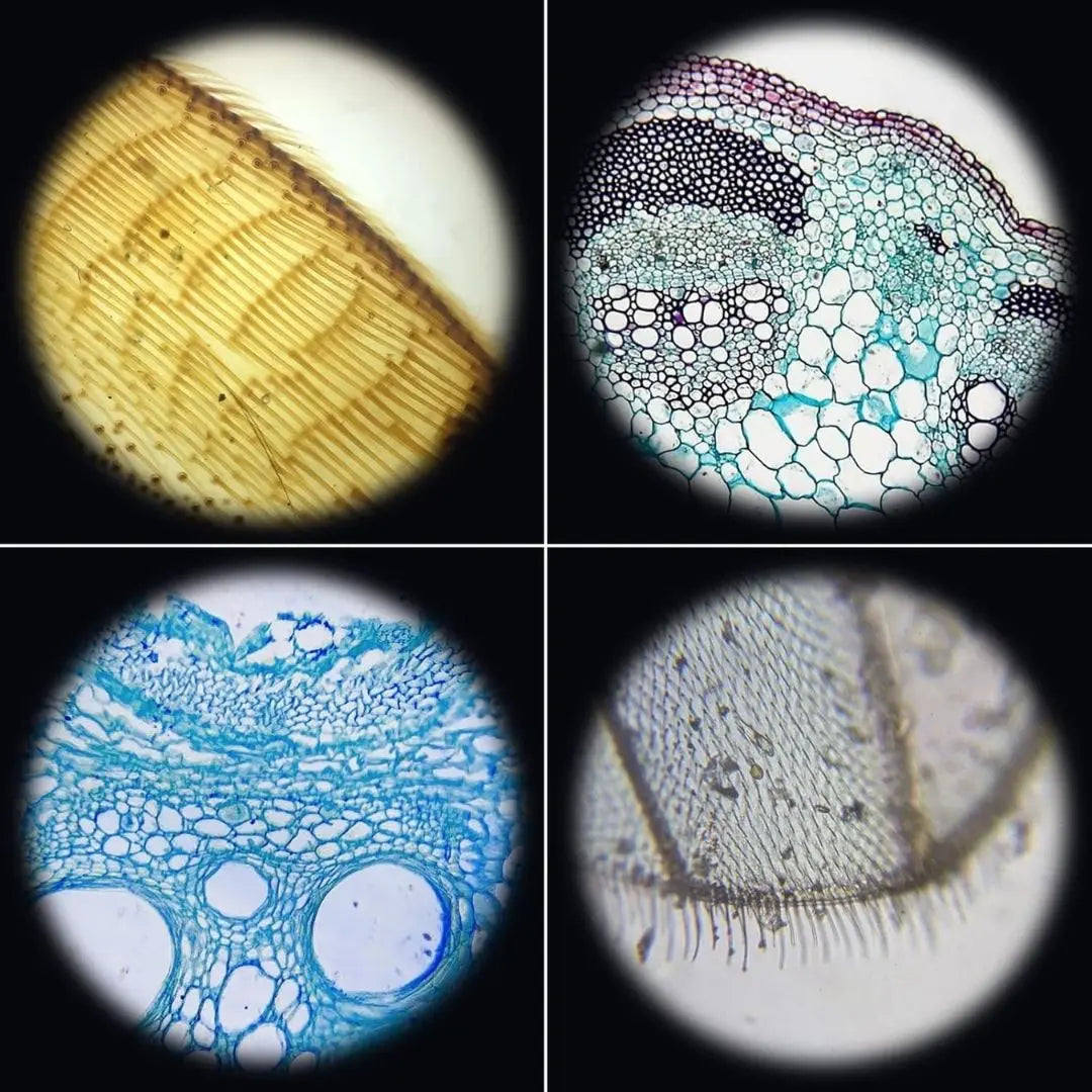 Microscope Optique 3