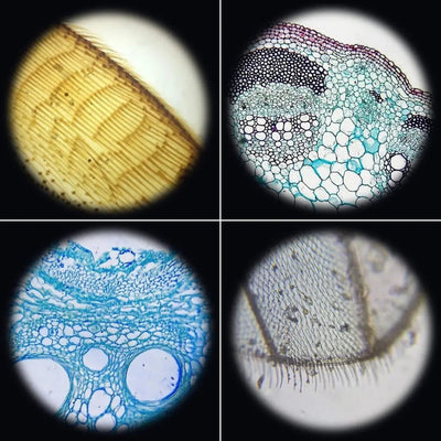 Microscope Optique 3