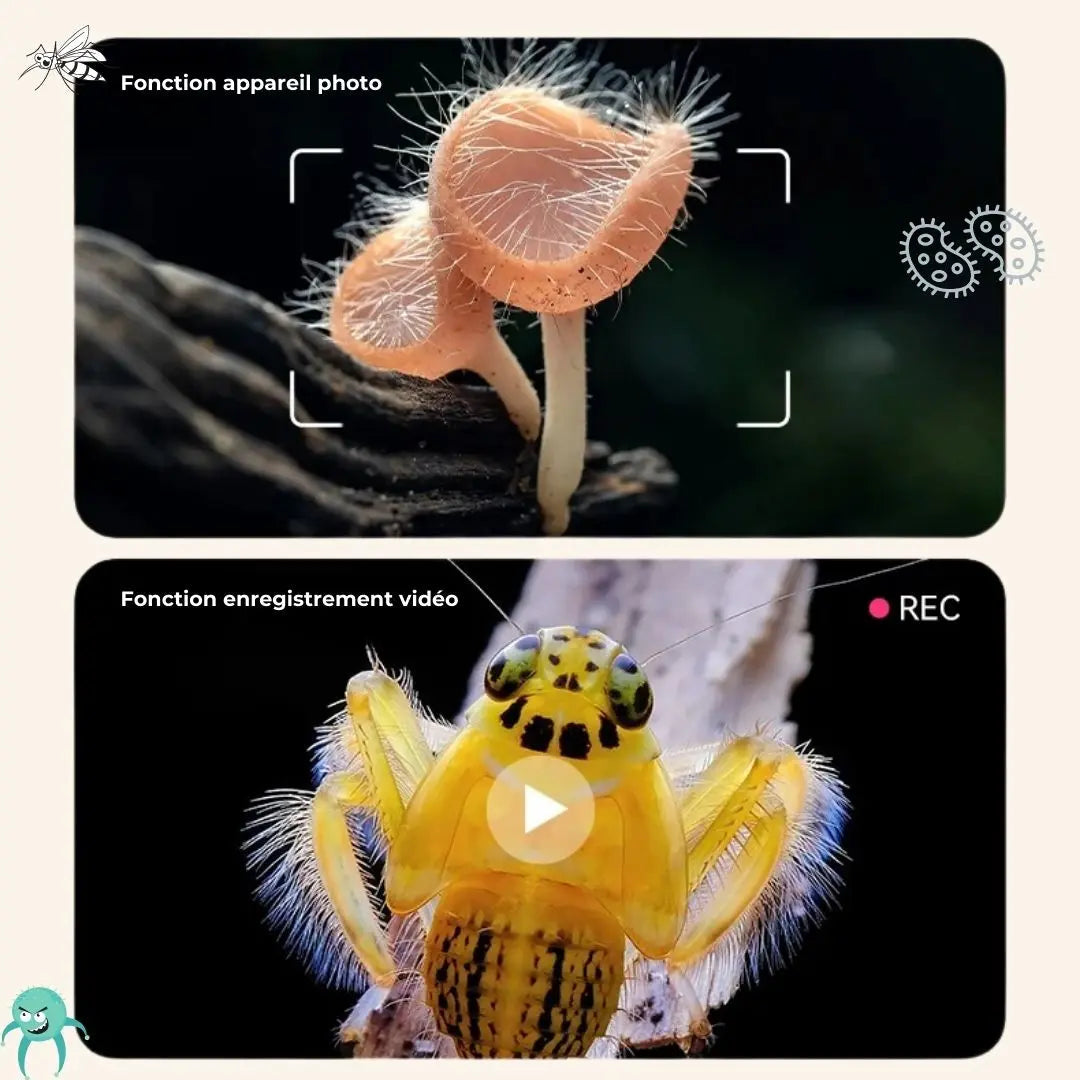 Microscope de Poche Aire de jeux